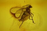 Seven Fossil Flies (Diptera) In Baltic Amber #173636-1
